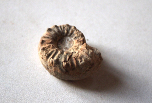 Fossile ammonite genre - fossile, d'ammonite