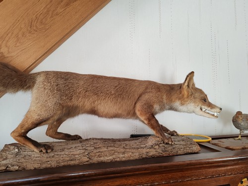 Ancienne taxidermie renard - -,