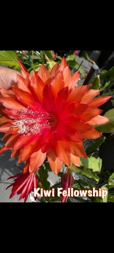 Epiphyllum kiwi fellowship - epiphyllum,