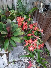 6 bulbs - Hardy Amaryllis