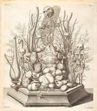 Cabinet of Curiosity Board Poster A3 Human Anatomy Skeleton Trilogy