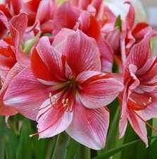 Gervase Jumbo Amaryllis