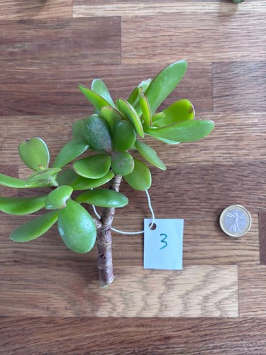 Crassula ovata arbre jade - de,