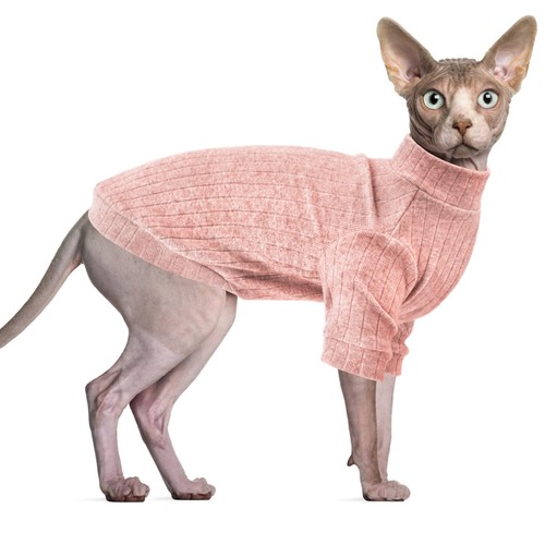 Vêtements pour chat sphynx - chat,