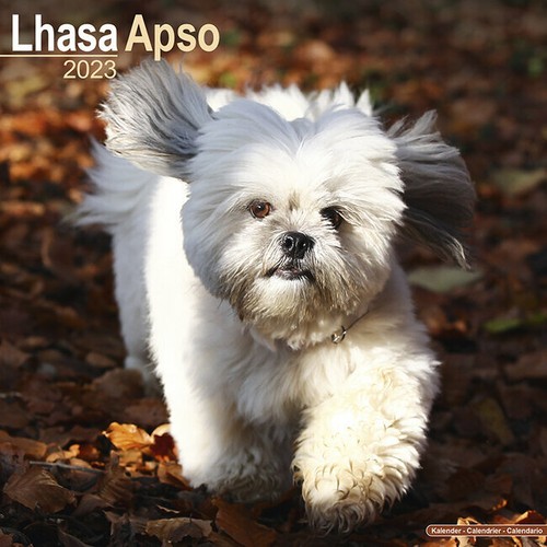 Calendrier 2023 lhassa apso - ,