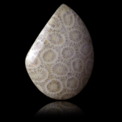 Corail fossile 62 75 ct - corail, 62,75