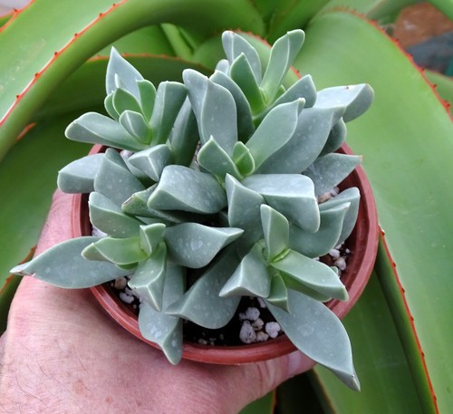 Machairophyllum brevifolium - machairophyllum,
