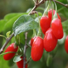 Lycium barbarum - GOJI rouge -