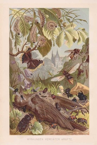 Insectes aasfresser imprimé - insectes,, aasfresser,