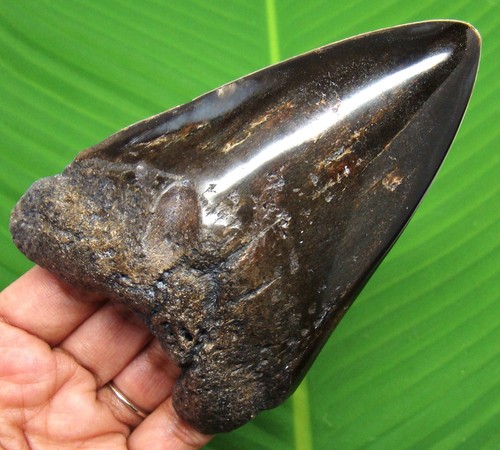 Megalodon shark tooth - tooth, real