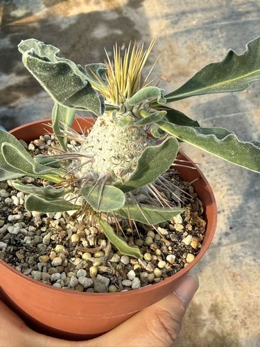Pachypodium namaquanum