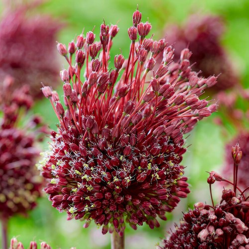 Bulbes allium giganteum - bulbes,