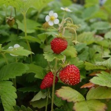 Fragaria vesca 'Rügen' -