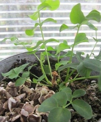 Moringa arbre vie - de, vie'