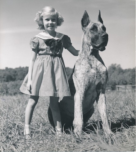 Dogue allemand 1950 chien - 1950,