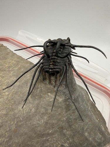 Dicranurus trilobite fossile - trilobite,