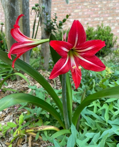 Bulb amaryllis joseph s - 1, st.