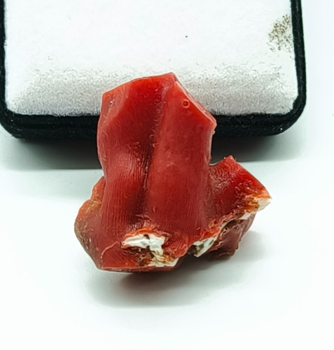 Grand corail rouge - , non