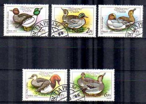 Animaux oiseaux canards - animaux,