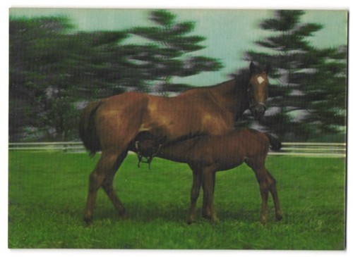 Jument carte postale avec - jument,