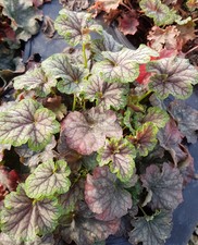 Heuchera micrantha 'Emerald Queen' / Heuchère hybride / Conteneur de 3 à 4 li...