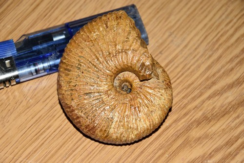 Ammonite prograyiceras grayi - prograyiceras,