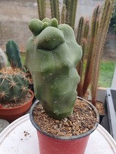 Cactus cierge - Lophocereus
