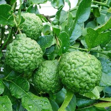 Citrus hystrix - Combava -