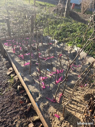 Arbres fruitiers greffés - , 1