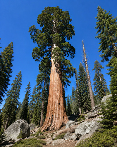 Sequoia sempervirens 500 - sequoia,