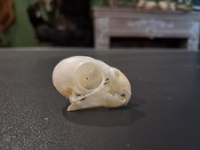 Crâne de perruche #0303(4)