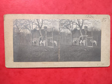 photos chiens chenil / metier