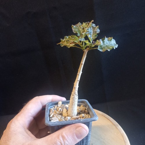 Boswellia nana caudex - boswellia, nana,