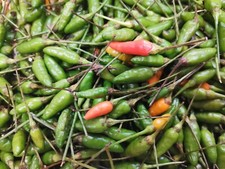 20 Graines de Piment Oiseau