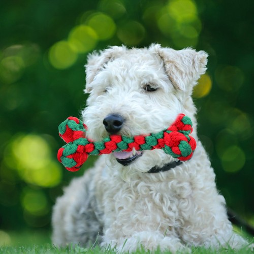 Jouet macher chien pour - ,