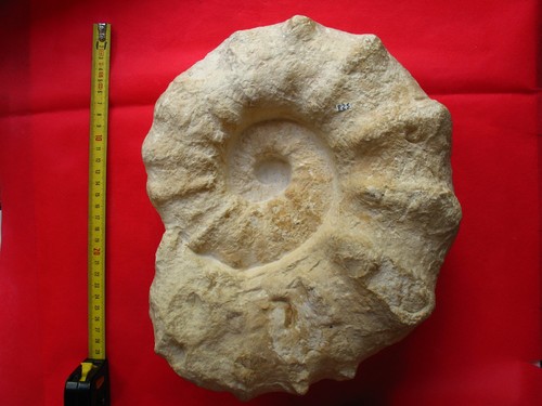 Ammonite cénomanien - cénomanien,