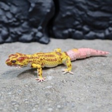 Bandai Gashapon Leopard Gecko Action Figure ADVANCE Bell Albino Color
