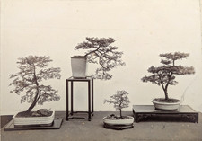 BONSAI TREES Japanese Photograph Album 28 Albumen Antique Prints c1890s