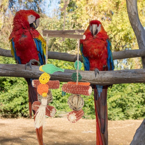 Jouet oiseau accessoires pour - oiseau,