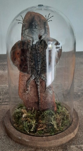 Curiosité taxidermie - ,,