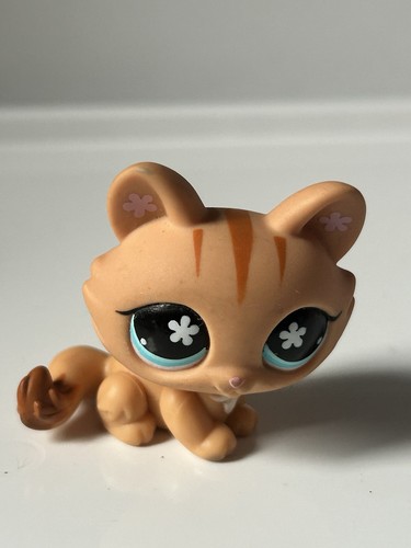 Petshop chat sphynx - ,