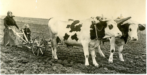 Attelage bovins labours - bovins,,