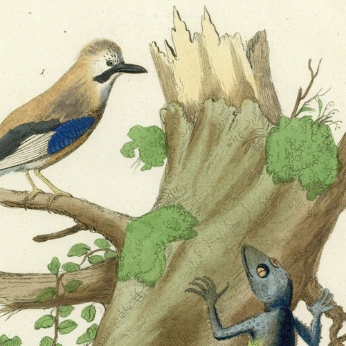 Histoire naturelle oiseau geai - naturelle,