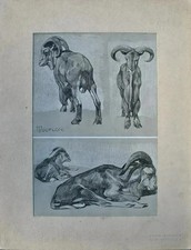 Mathurin MEHEUT : Le Mouflon