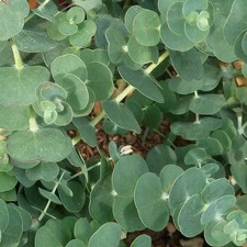 Eucalyptus gunnii 'Baby Blue'