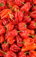 Piment Antillais | 25 Graines