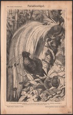 1878 gravure originale oiseau du paradis Ornithologie oiseaux