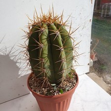 Cactus cierge - Echinopsis
