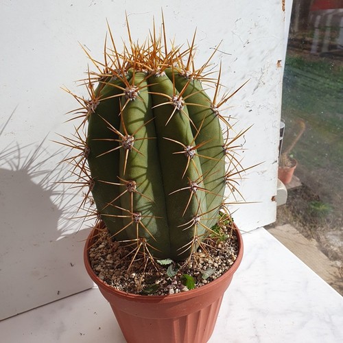 Cactus cierge echinopsis - cactus,