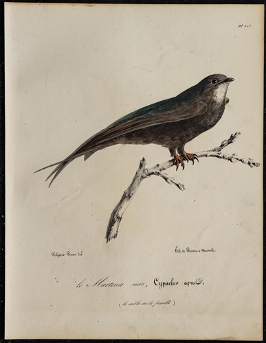 1830 martinet noir - 1830,